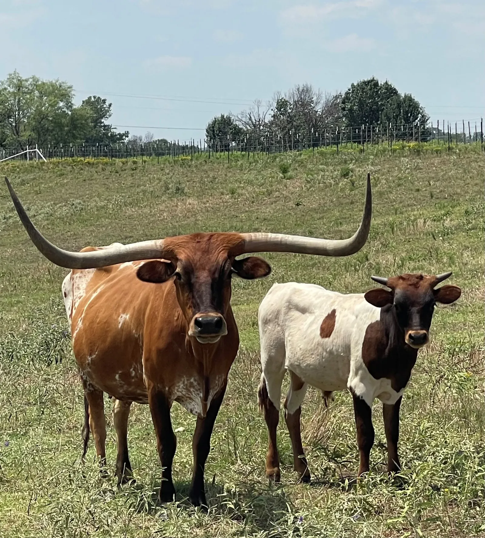 The longhorn herd at Ruby Creek Family Farm at golden hour